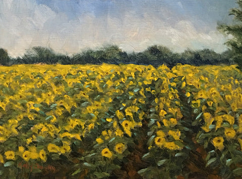 Field of Sunflowers
