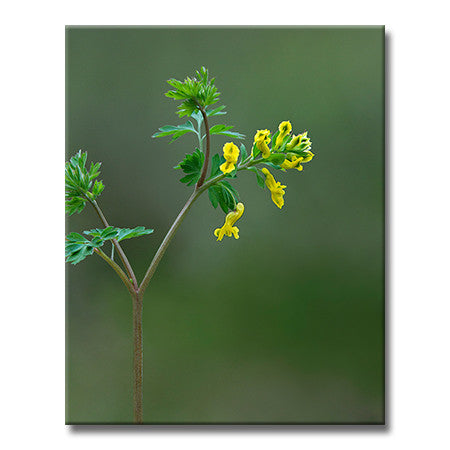 Yellow Fumewort