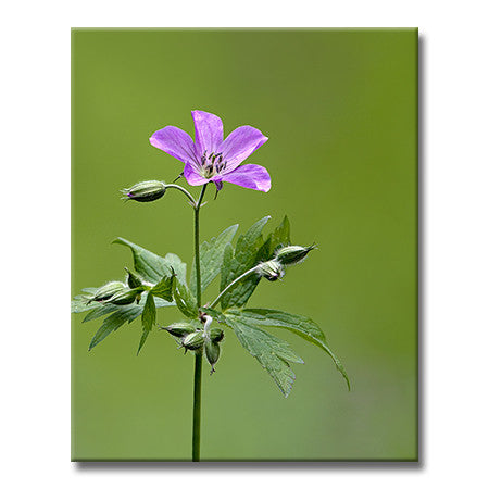 Wild Geranium