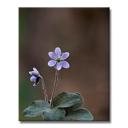 Round-lobed Hepatica