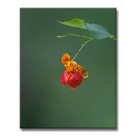 Spotted Jewelweed