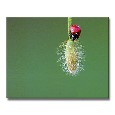 Seven-spotted Ladybird Beetle