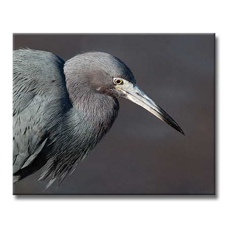 Little Blue Heron (Horizontal)