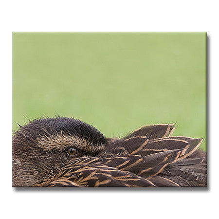 Mallard Duck