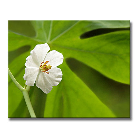 Mayapple