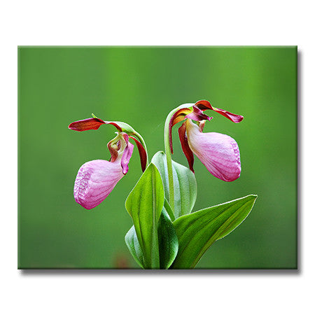 Pink Lady's-slipper
