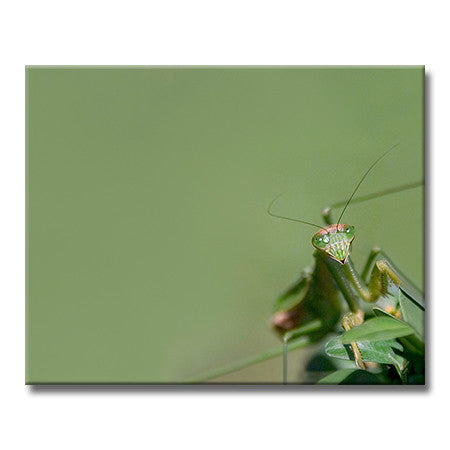 Praying Mantis