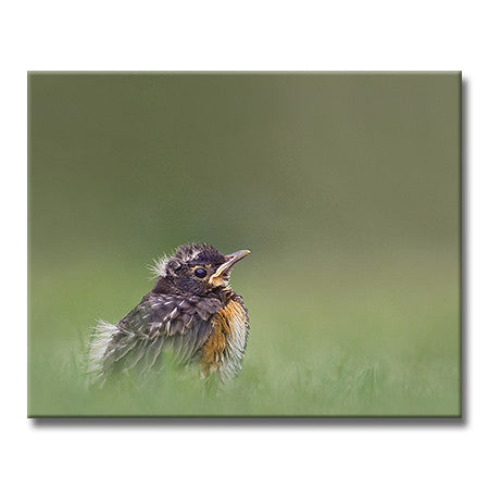 American Robin