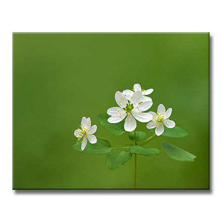 Rue-anemone