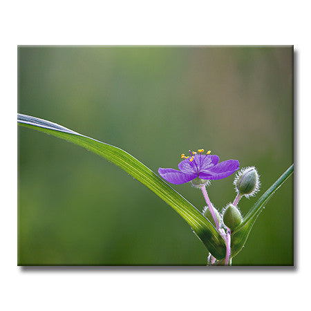 Virginia Spiderwort