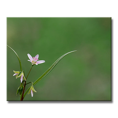 Spring Beauty