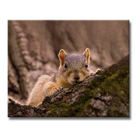 Eastern Gray Squirrel