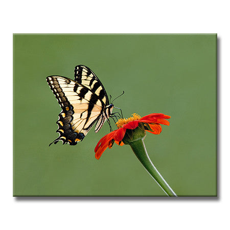 Tiger Swallowtail 2