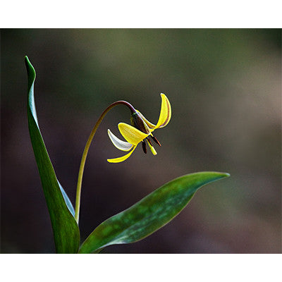 Trout Lily