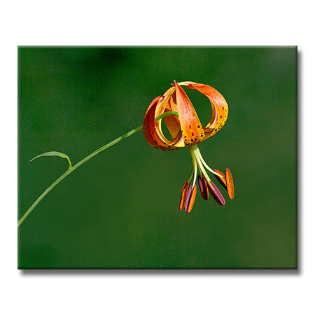 Turk's-cap Lily