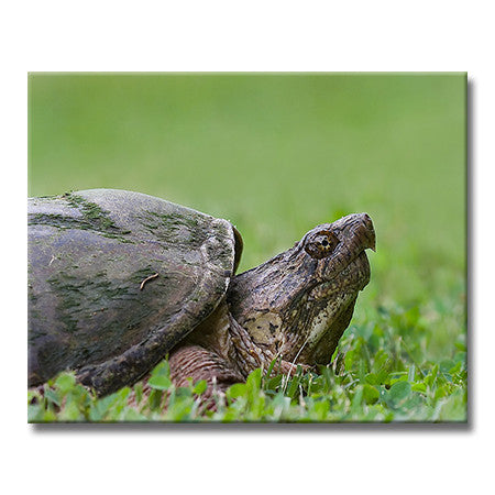 Common Snapping Turtle