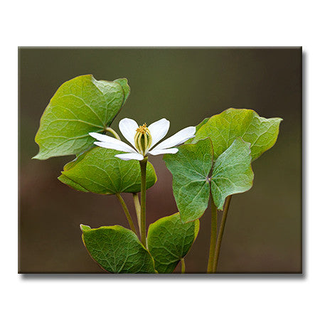 Twinleaf