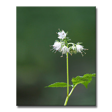 Virginia Waterleaf