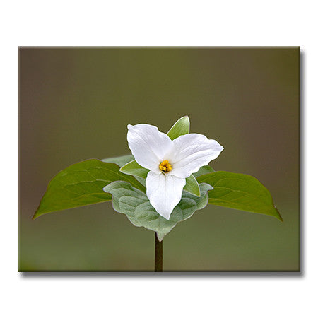 Large-flowered Trillium