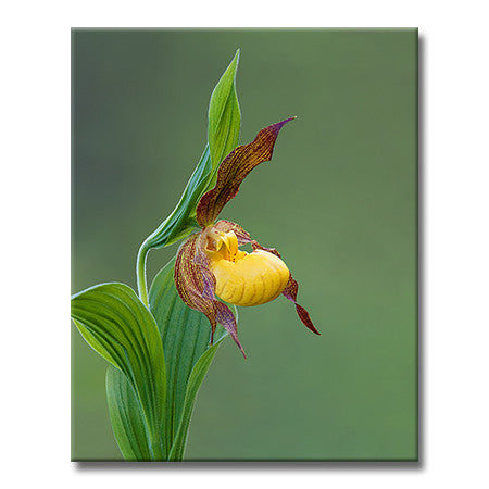Yellow Lady's-slipper