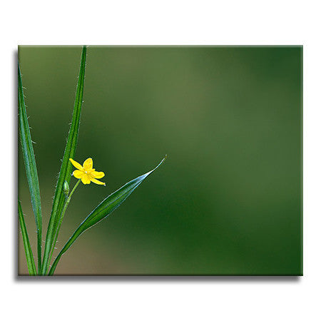 Yellow Stargrass